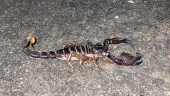 Scorpionidae