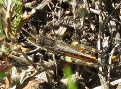 Dociostaurus brevicollis