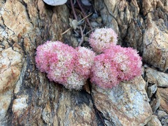 Eriogonum lobbii