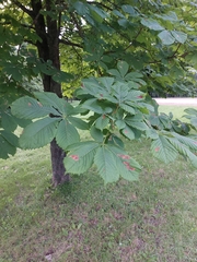 Aesculus hippocastanum