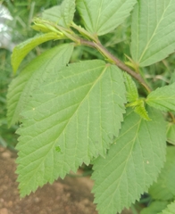 Malvaceae