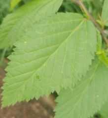 Malvaceae