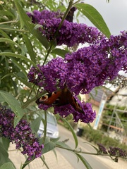 Aglais io