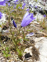 Campanula alpestris
