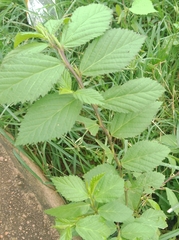 Malvaceae
