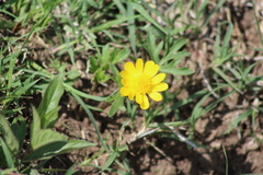 Ranunculus petiolaris