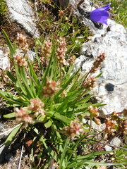 Plantago alpina