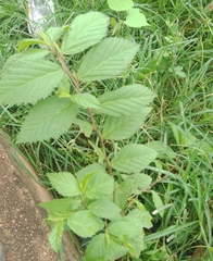 Malvaceae