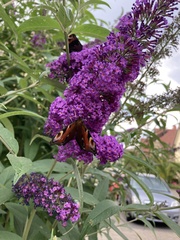 Aglais io