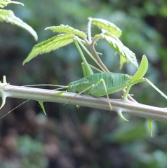 Leptophyes laticauda