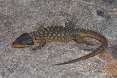 Spiny Crag Lizard photo 3
