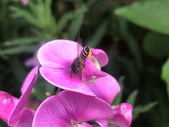 Megachile ericetorum