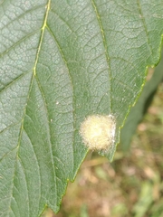 Aceria pseudoplatani