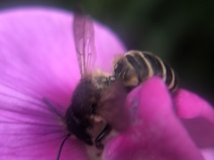 Megachile ericetorum