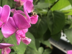 Megachile ericetorum