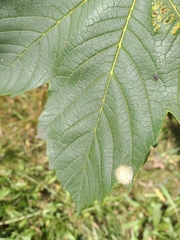 Aceria pseudoplatani