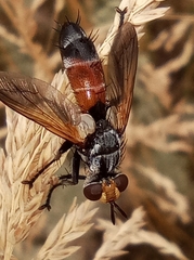 Cylindromyia rufifrons