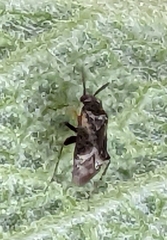 Spanagonicus albofasciatus