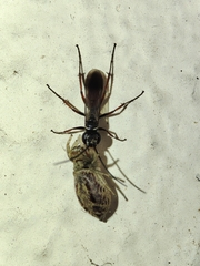 Agenioideus