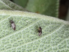 Spanagonicus albofasciatus