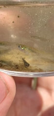 Gambusia holbrooki