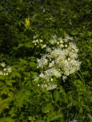 Thalictrum pubescens