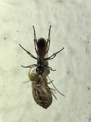 Agenioideus