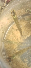 Gambusia holbrooki