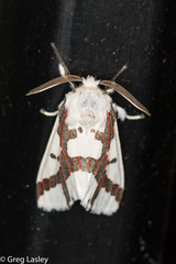 Euerythra phasma