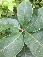 Asclepias variegata