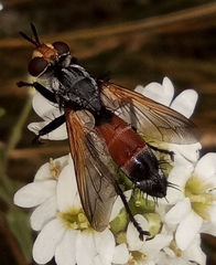 Cylindromyia rufifrons