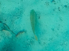 Haemulon flavolineatum