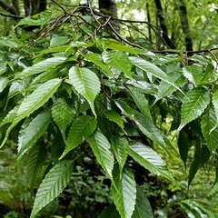Carpinus viminea