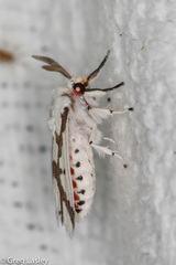 Euerythra phasma