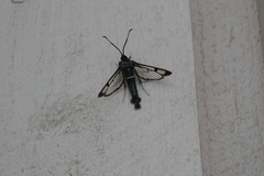 Synanthedon spheciformis