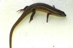 Trachylepis perrotetii