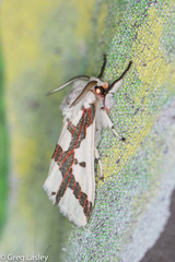 Euerythra phasma