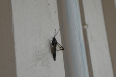 Synanthedon spheciformis