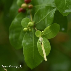 Eurema hecabe hecabe