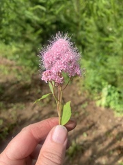 Spiraea × pyramidata