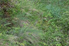 Festuca amethystina