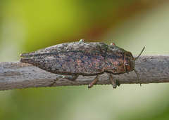 Dicerca tenebrica