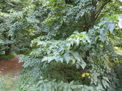Tilia mongolica