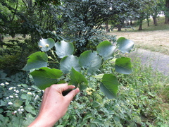Tilia mongolica