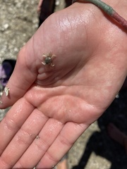 Hemigrapsus oregonensis