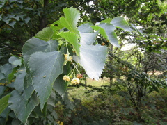 Tilia mongolica