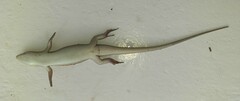 Trachylepis perrotetii