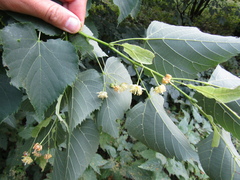 Tilia mongolica