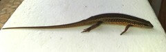 Trachylepis perrotetii