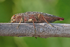 Dicerca tenebrica